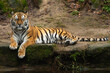 Siberian Tiger laying down