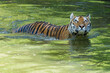 Closeup of a Siberian Tiger in water