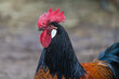 Closeup portrait of a Vorwerk rooster