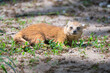 Yellow mongoose resting on the ground