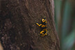 Yellow-banded poison dart frog climbing up a tree