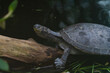 Yellow-spotted Amazon river turtle resting on a log