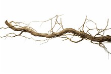 Crooked Closeup Fra Vine Fruitbody Included Brown Isolated Green Liana Decorative Tropical Awry Plant Path Twisted Liana Background Dried Tree Stem Clipping Black White Wood Jungle Wild Around Old
