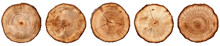 Set Of Wooden Stump Slice. Round Cut Down Tree With Annual Rings As A Wood Texture. Isolated On Transparent Background