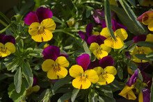 Yellow-purple Pansies Flowers Close-up Growing In The Garden