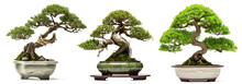 Set Of Bonsai Conifer Trees From Japan. Isolated On Transparent Background
