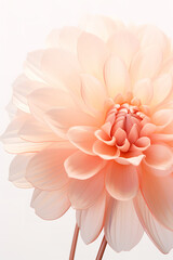 Wall Mural - A blooming 3D Dahlia flower, light peach colour petals,translucent leaves,Large lotus leaf on white background, with transparent and light, light pink and emerald green style, close-up