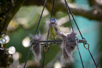 Wall Mural - A close up of a blue tit collecting cat fur for nest building, with a shallow depth of field