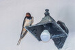 Swallow portrait on top of a lamp. 
