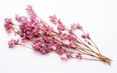 Wall Mural - Branch of dried lilac flowers on white background