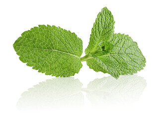 Wall Mural - one fresh sprig of mint on white isolated background