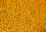 Fototapeta Morze - Abstract background with golden waves. golden ripple