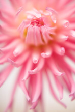 Extreme Close Up Of A Pink Dahlia
