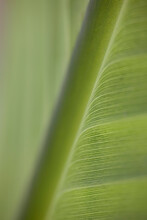 Extreme Close Up Of Banana Leaf (genus Musa)
