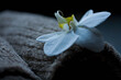 © fStop - Close up of white flower on brown towel