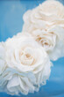 © fStop - Extreme close up of two fabric white roses