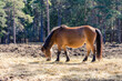 beautiful russ horse hay eating outdoors