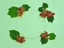 Border Decorated With Bunches Of Fresh Ripe Pink Muscatel Grapes Berries With Green Leaves On Light Green Background. Top View ,flat Lay . Grapes Harvest Concept . Free Copy Space.