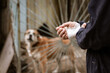 © Светлана Акифьева - male dog Alabai bit the man's hand. Bandaged human hand after dog bite Concept of animal care and rabies prevention
