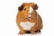 Adorable guinea pig isolated on white background.  illustration of cute guinea pig.