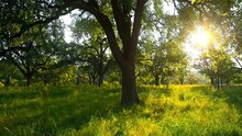 The Sun Behind Trees On A Meadow, A Panning Video Of A Green Rural Scene
