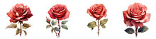 Illustration Of A Red Rose In Watercolor On A Transparent Background Isolated