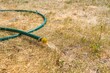 Green hose pours water on dry grass.