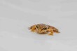 Common european frog in front of a white background.
