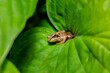 Brown frog hiding in a large green leaf.