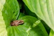 Brown frog hiding in a large green leaf.