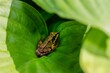 Brown frog on a big green leaf.