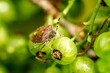 Bug sits on unripe green berries.