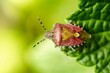 Bug sits on the tip of a leaf.