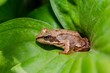 Brown frog on a big green leaf. Top view.
