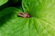 Brown frog sits on a wet big green leaf.