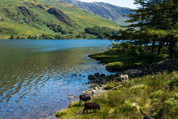 Wall Mural - Sheep feeding on the shores of a large, scenic lake (Buttermere, Lake District)