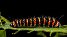 Orange Black Caterpillar Isolated On White Background