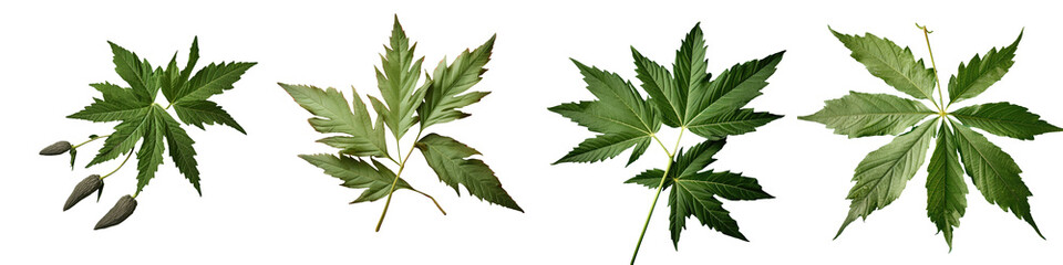 Papaya leaves positioned on transparent background