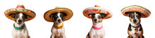 Mexican Themed Studio Portrait Of Adorable Terrier Dog Donning Sombrero Seated Against Transparent Background
