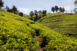 Beautiful tea plantations from Sri Lanka