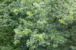 Photographie de feuilles sur des Arbres au printemps, uniquement les branches et les feuilles