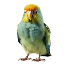Colourful Bird Isolated Png. Love Bird Png. Multicolor Wildlife Bird Png. Bird Png