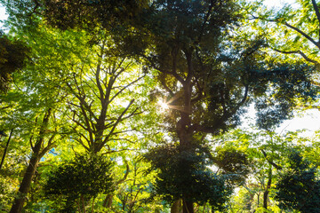 Green tree forest morning sunrise in nature garden at Ueno park in autumn season