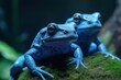 Blue poison-dart frog (Dendrobates tinctorius azureus)