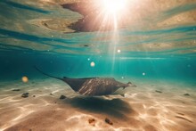 Eagle Ray Swimming By In Galapagos Ecuado