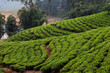 Beautiful tea plantations from Sri Lanka