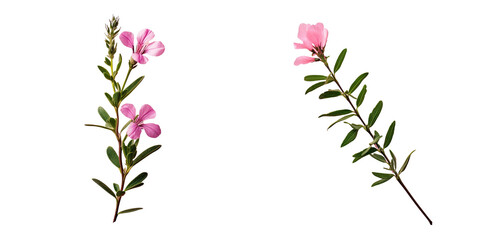 Poster - Spiny restharrow s pink flower with thorns green leaf and transparent background Ononis spinosa L ssp Spinosa