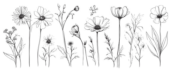 Wall Mural - Sketch weeds, herbal, flowers and cereals. Trend elements design. Collection of hand drawn flowers and herbs. Vintage medicinal herbs sketch set ink hand drawn medicinal herbs and plants sketch