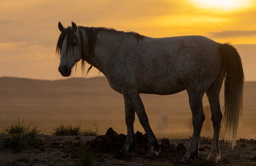 Wall Mural - Wild Horse Silhouetted at Sunset in the Utah desert