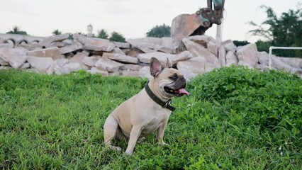 Wall Mural - Tongue sticking out French bulldog sitting at field.